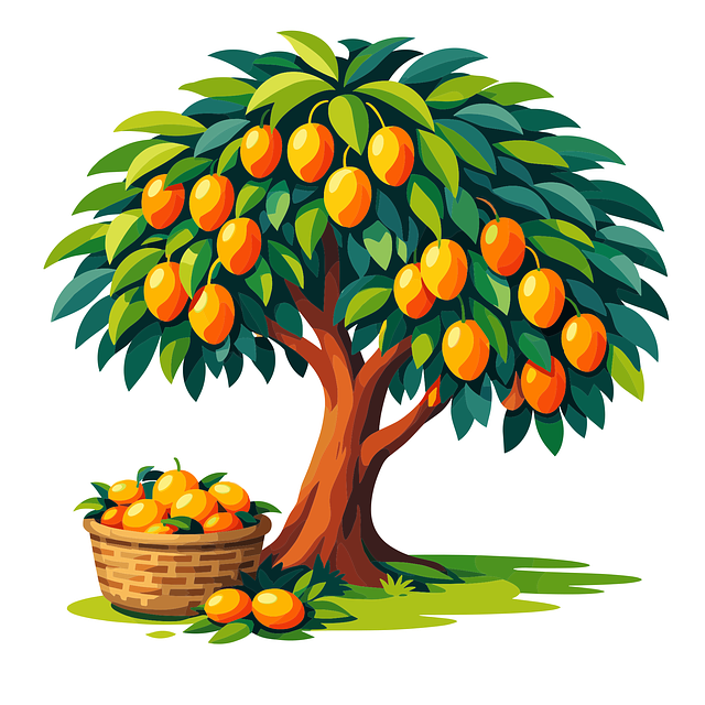 Free mango harvest orchard vector