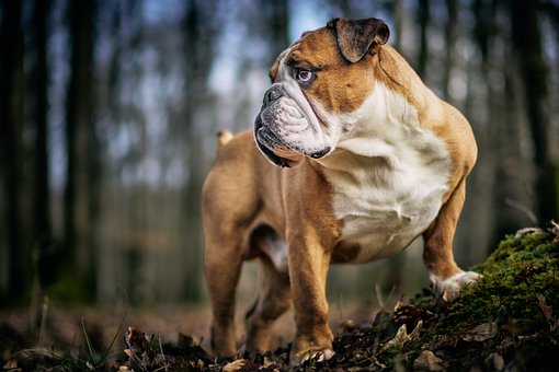 Bulldogge, Hund, Tier, Natur, Eckzahn