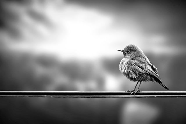 Free Bird Wire photo and picture