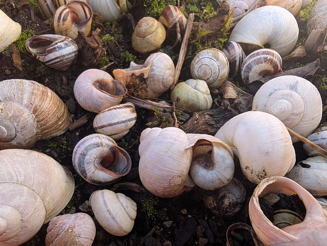 Free Snail Shell photo and picture