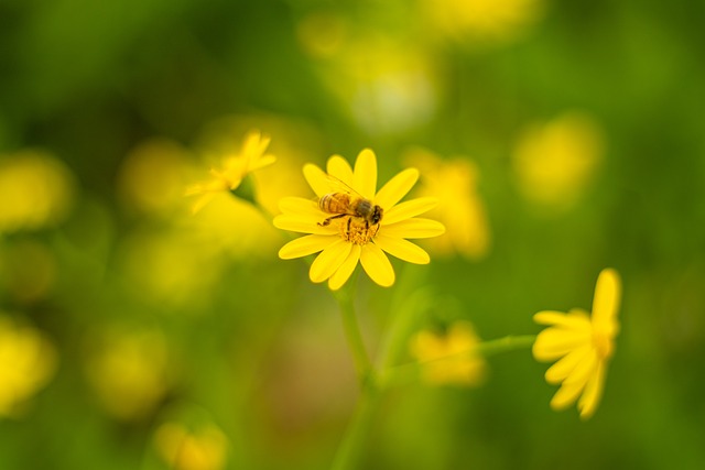 Natur, Garten, Pflanze, Grün, Blatt