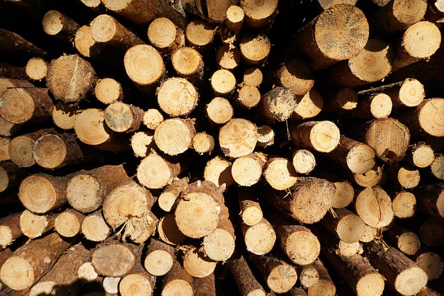 Holz, Wald, Natur, Schneiden, Baum