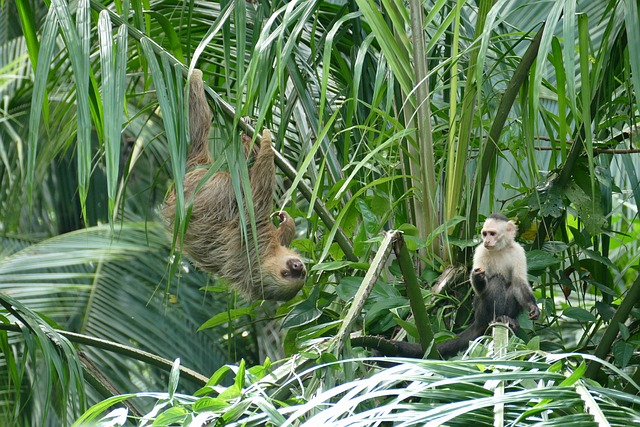 Free Sloth Ape photo and picture