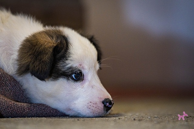 Filhote De Cachorro, Bicho De Estimação