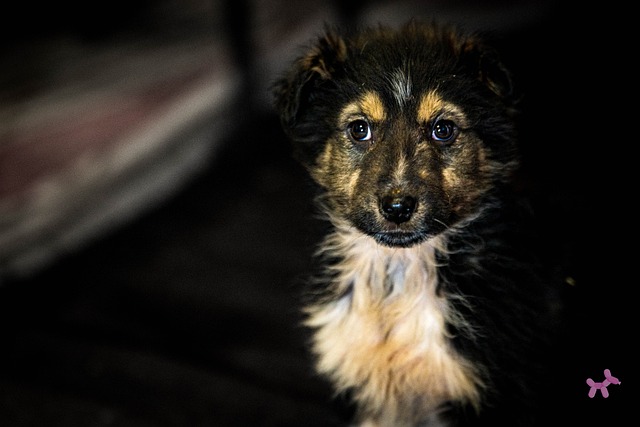 Filhote De Cachorro, Bicho De Estimação