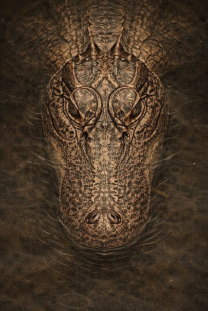 Free Alligator Crocodile illustration and picture