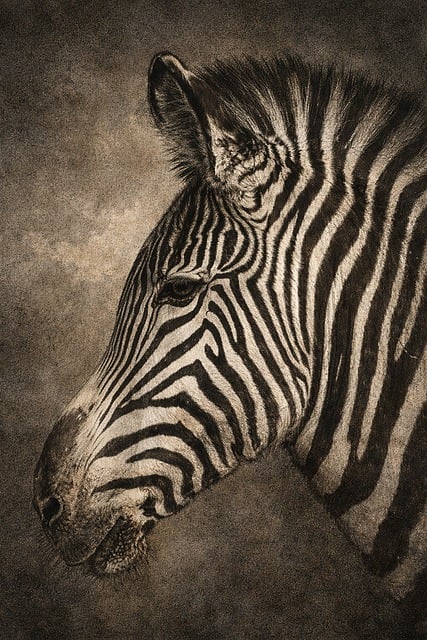 Free Zebra Wildlife photo and picture