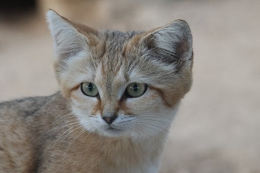 Katachtige, Dier, Natuur, Zand Kat