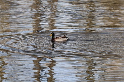 Dier, Natuur, Vogel, Wilde Eend, Aviaire