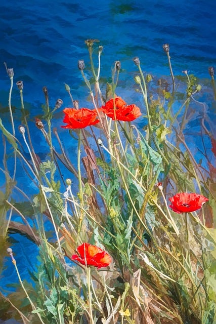 Free Poppies Flowers illustration and picture