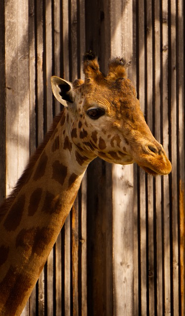 Jirafa, Naturaleza, Animal, Okapi
