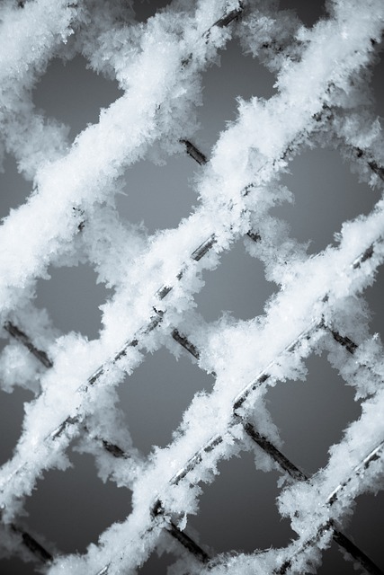 Free Winter Snow photo and picture