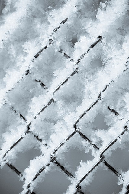 Free Winter Snow photo and picture