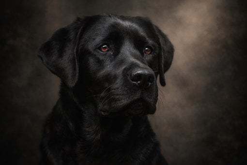 Free Black Labrador Labrador Retriever illustration and picture