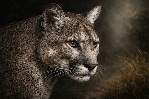 Free Cougar Mountain Lion photo and picture