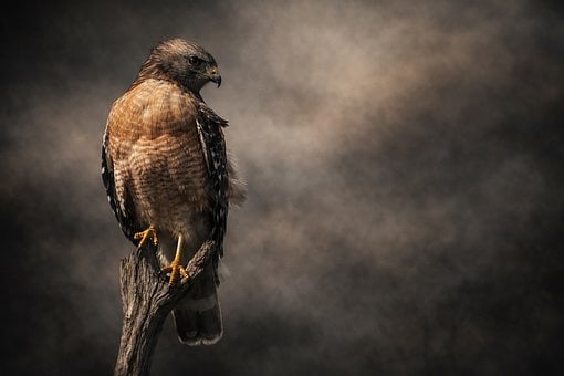 Free Hawk Raptor photo and picture