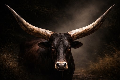Free Longhorn Texas Longhorn illustration and picture