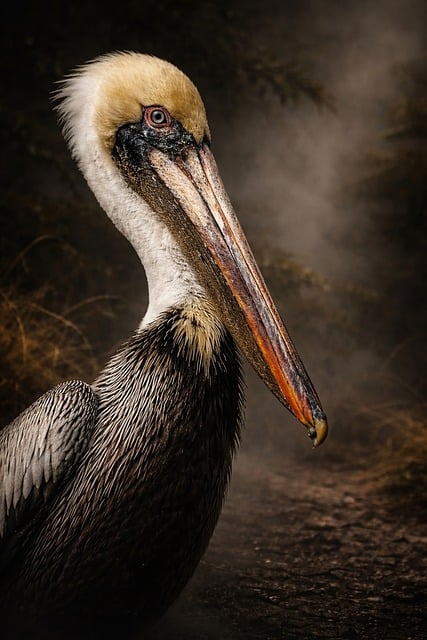 Free Pelican Brown Pelican photo and picture