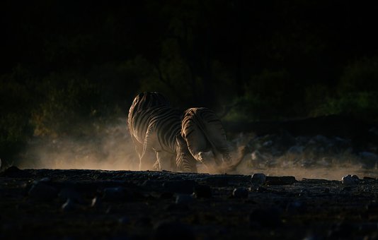 Zebras, Kampf, Staub, Tier, Tierwelt