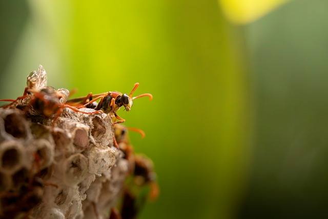 Wasp Hornet Insect - Free photo on Pixabay
