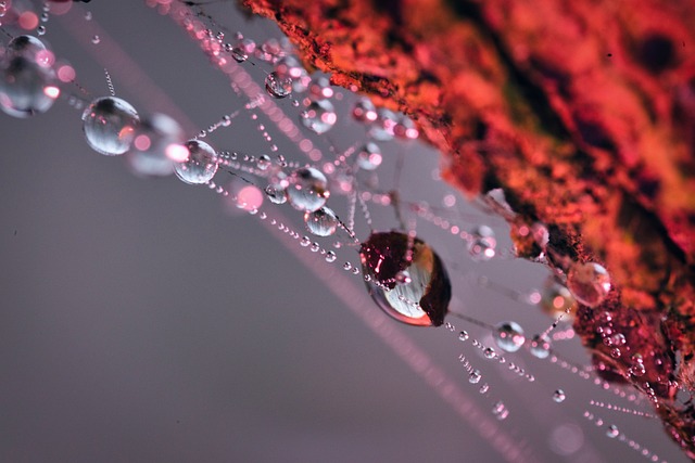 Teia De Aranha, Gotas De Água