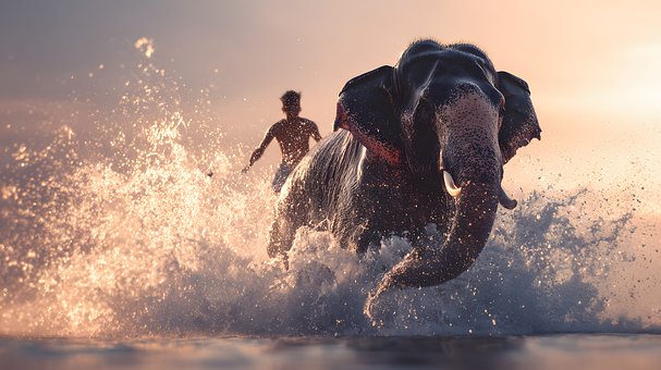Elefant, Meer, Wasserspritz