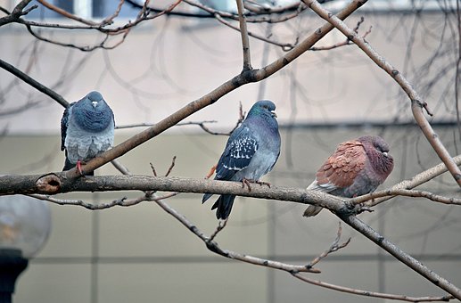 Free Pigeons Birds photo and picture