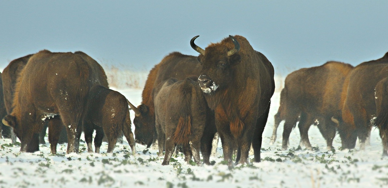 Bison Snow Herd - Free photo on Pixabay