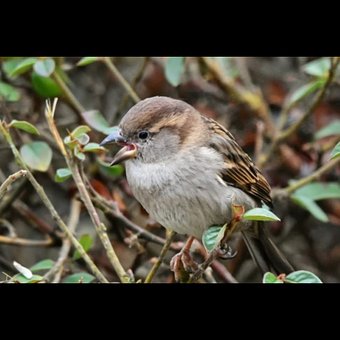 Free Bird Nature photo and picture