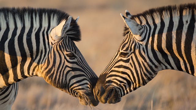 zebres, savane, nature, wildlife, ai generated
