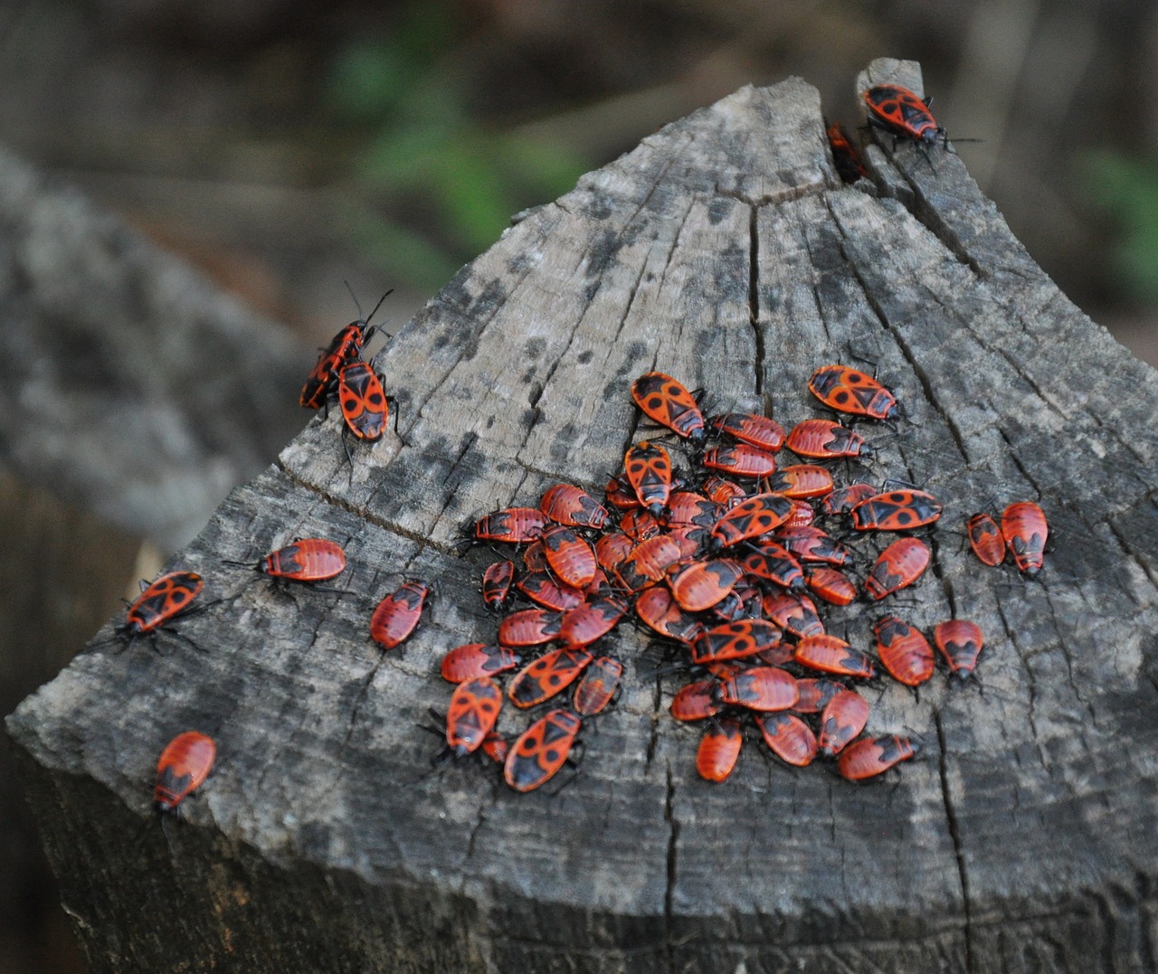 Insects Group Nature - Free photo on Pixabay
