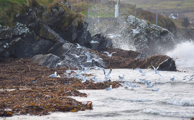Free Atlantic Ocean Wild Atlantic Way photo and picture