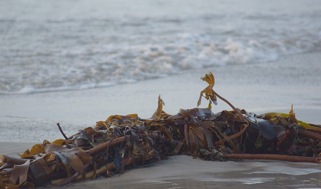 Free Beach Seaweed photo and picture