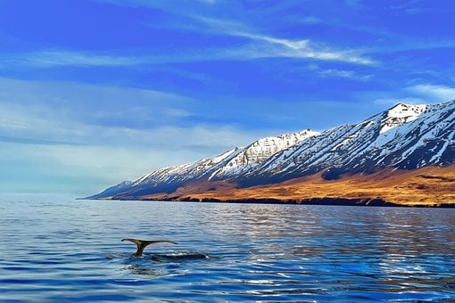 Free Whale Whale Tail photo and picture
