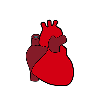 Corazón Anatómico