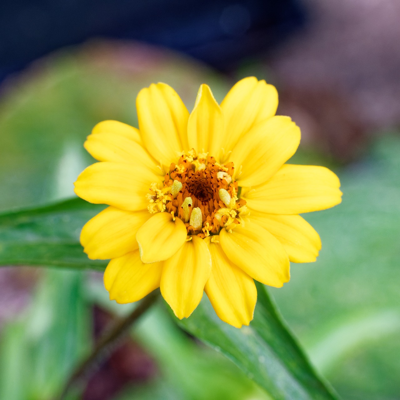 Tagetes Nature Flower - Free photo on Pixabay