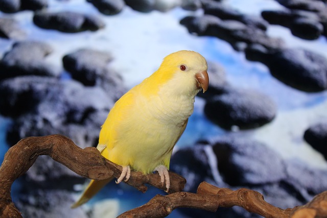 Free Parrot Yellow Quaker Parrot photo and picture