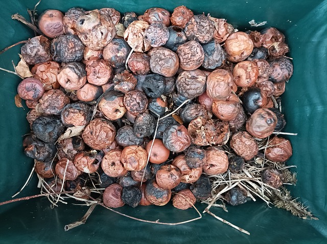 Free Rotting Apples photo and picture