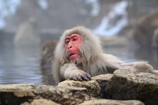 Free Snow Monkey Monkey photo and picture