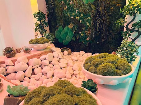 Free Moss Zen photo and picture