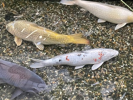Free Fish Koi photo and picture