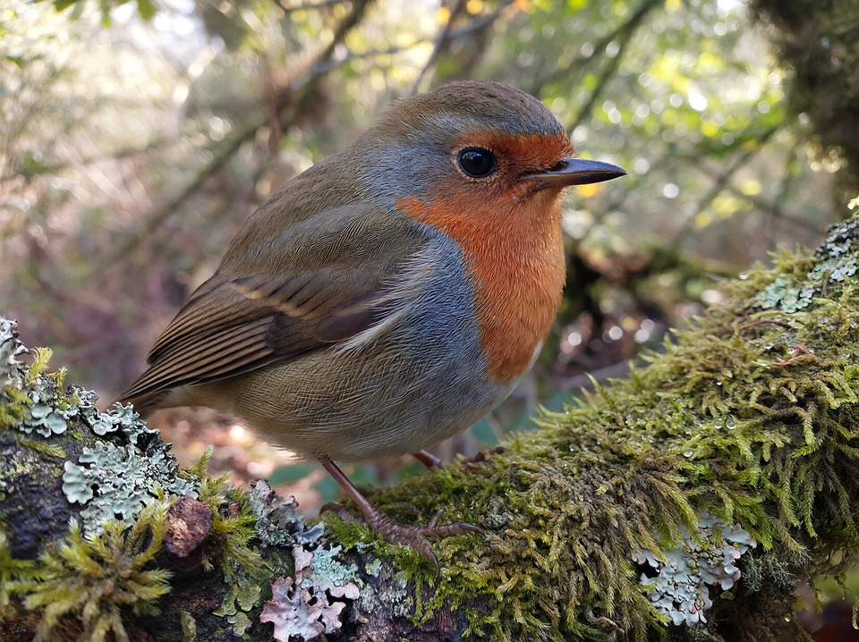 Robin Bird Nature - Free photo on Pixabay