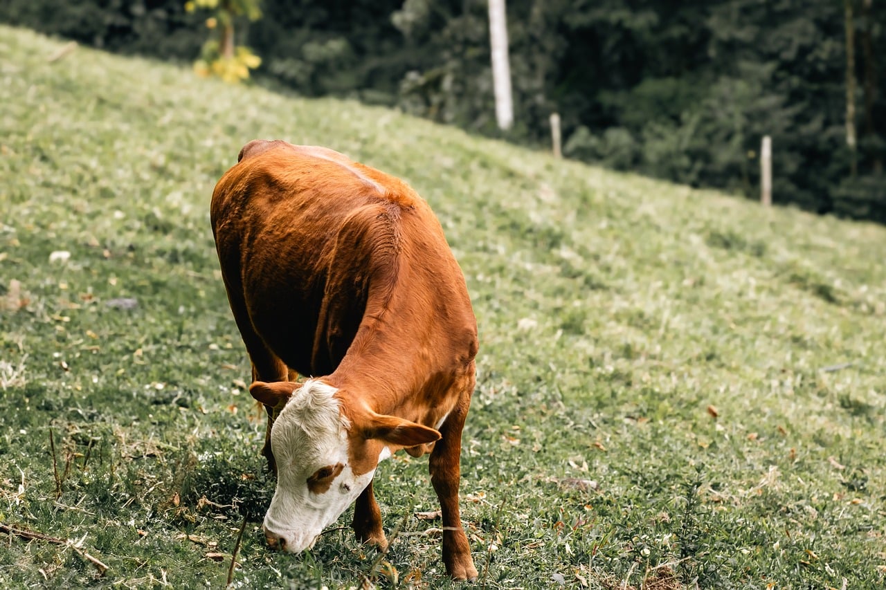 Cow Grazing - free online jigsaw puzzle photo