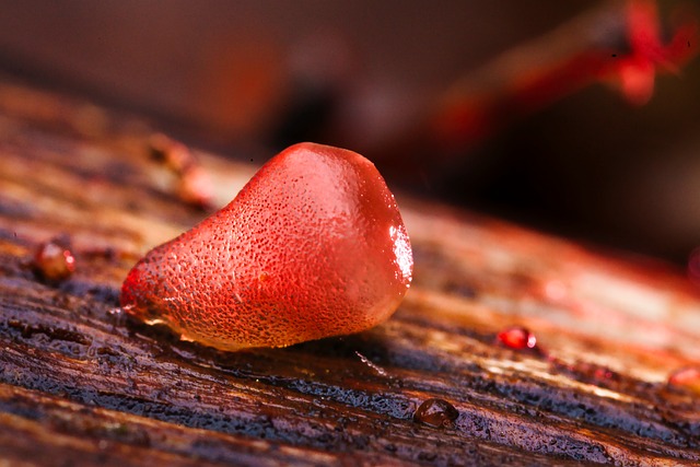 Exidia, Cogumelo, Gelatinoso, Macro