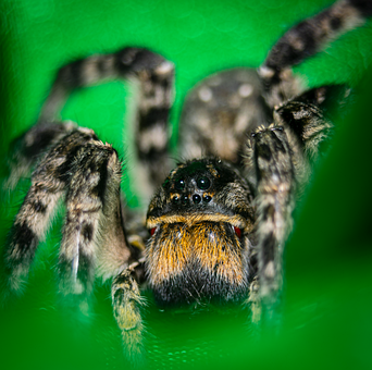 Free Spider Wolf Spider photo and picture