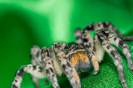 Free Spider Wolf Spider photo and picture