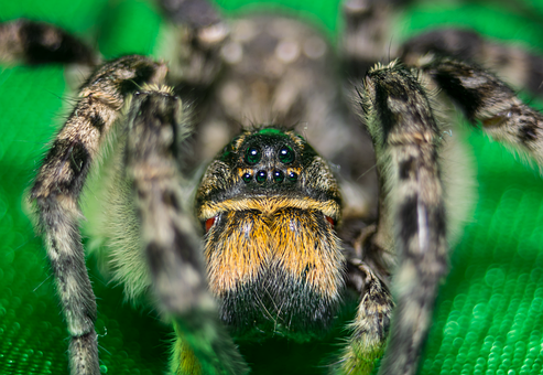 Free Spider Macro photo and picture