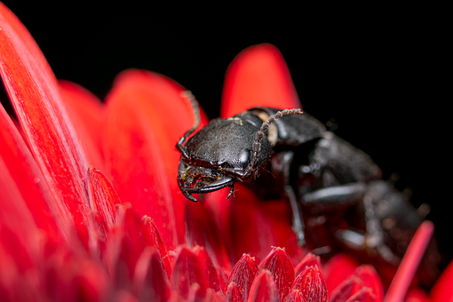 Free Beetle Insect photo and picture