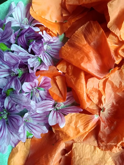 Free Flora Flower photo and picture