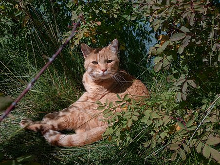 Free Cat Garden photo and picture